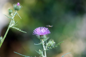 Enlarge photo 58