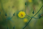 Enlarge photo 59