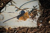 Enlarge photo 62
