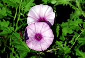 Enlarge photo 66