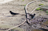 Enlarge photo 69