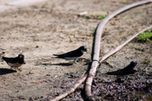 Enlarge photo 71