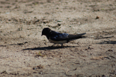 Enlarge photo 72