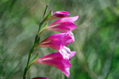Enlarge photo 75