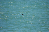 Enlarge photo 89