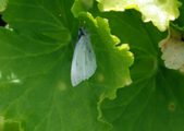 Enlarge photo 93