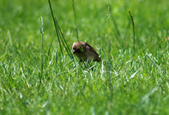 Enlarge photo 94