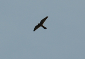Enlarge photo 96