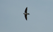 Enlarge photo 97
