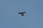 Enlarge photo 98
