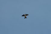 Enlarge photo 99