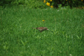Enlarge photo 103