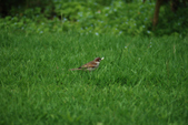 Enlarge photo 104