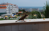 Enlarge photo 110