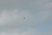 Enlarge photo 125