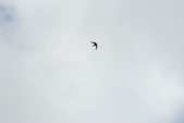 Enlarge photo 141