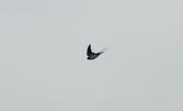 Enlarge photo 168