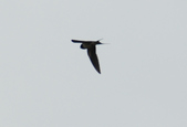 Enlarge photo 169