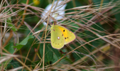Enlarge photo 171
