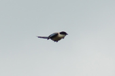Enlarge photo 175