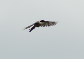 Enlarge photo 176
