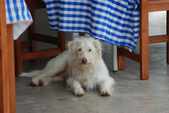 Enlarge photo 179