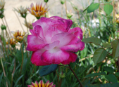 Enlarge photo 184