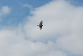 Enlarge photo 193