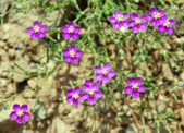 Enlarge photo 195