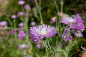 Enlarge photo 196