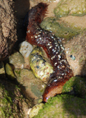 Enlarge photo 236