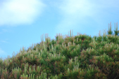 Enlarge photo 249