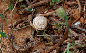 Enlarge photo 250