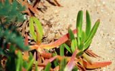 Enlarge photo 258