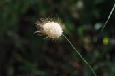 Enlarge photo 259