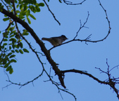 Enlarge photo 270