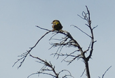 Enlarge photo 276