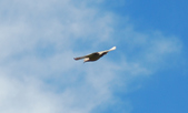 Enlarge photo 277