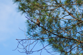 Enlarge photo 280