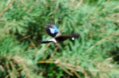 Enlarge photo 285