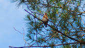 Enlarge photo 292