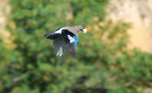 Enlarge photo 284