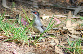 Enlarge photo 296
