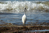 Enlarge photo 299