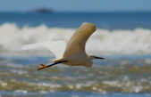 Enlarge photo 307