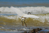 Enlarge photo 308