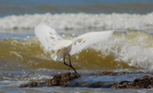 Enlarge photo 309