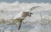 Enlarge photo 312