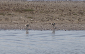 Avocet