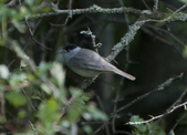 Blackcap